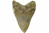 Fossil Megalodon Tooth - North Carolina #221844-2